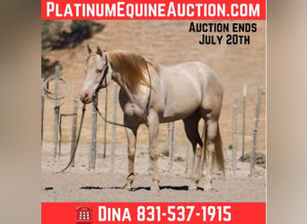 American Quarter Horse, Castrone, 11 Anni, 150 cm, Cremello