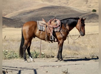 American Quarter Horse, Castrone, 11 Anni, 150 cm, Falbo