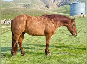 American Quarter Horse, Castrone, 11 Anni, 150 cm, Falbo