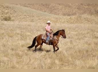 American Quarter Horse, Castrone, 11 Anni, 150 cm, Falbo