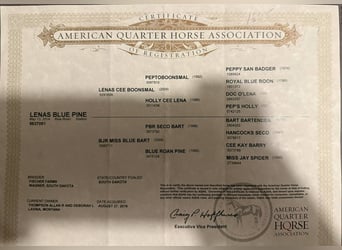 American Quarter Horse, Castrone, 11 Anni, 150 cm, Grigio