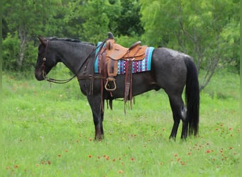 American Quarter Horse, Castrone, 11 Anni, 150 cm, Grigio