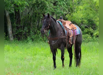 American Quarter Horse, Castrone, 11 Anni, 150 cm, Grigio