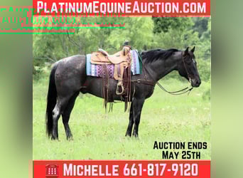 American Quarter Horse, Castrone, 11 Anni, 150 cm, Grigio