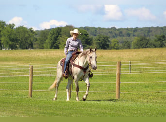 American Quarter Horse, Castrone, 11 Anni, 150 cm, Grigio