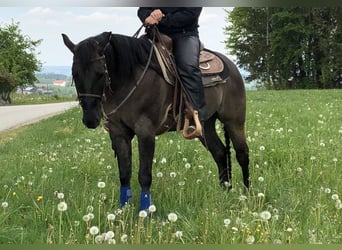 American Quarter Horse, Castrone, 11 Anni, 150 cm, Grullo