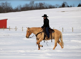 American Quarter Horse, Castrone, 11 Anni, 150 cm, Palomino