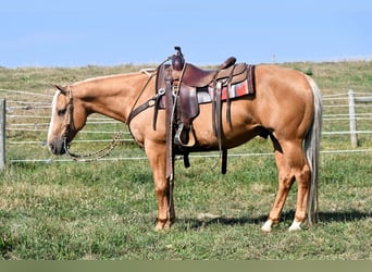 American Quarter Horse, Castrone, 11 Anni, 150 cm, Palomino