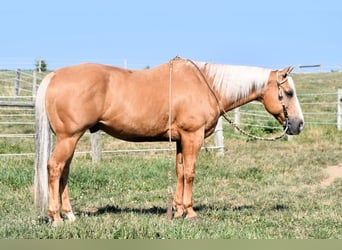 American Quarter Horse, Castrone, 11 Anni, 150 cm, Palomino