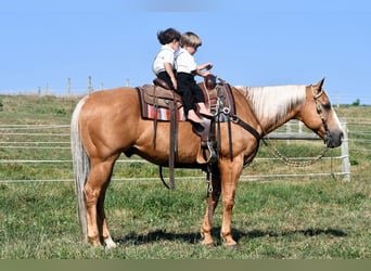 American Quarter Horse, Castrone, 11 Anni, 150 cm, Palomino