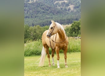 American Quarter Horse, Castrone, 11 Anni, 150 cm, Palomino