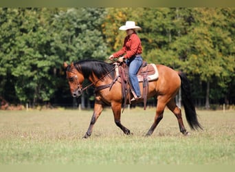 American Quarter Horse, Castrone, 11 Anni, 150 cm, Pelle di daino