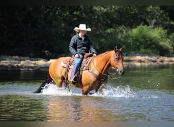 American Quarter Horse, Castrone, 11 Anni, 150 cm, Pelle di daino