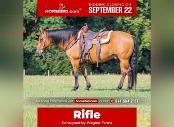 American Quarter Horse, Castrone, 11 Anni, 150 cm, Pelle di daino