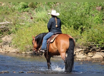 American Quarter Horse, Castrone, 11 Anni, 150 cm, Pelle di daino