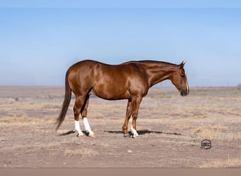 American Quarter Horse, Castrone, 11 Anni, 150 cm, Sauro ciliegia