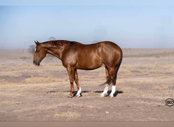 American Quarter Horse, Castrone, 11 Anni, 150 cm, Sauro ciliegia