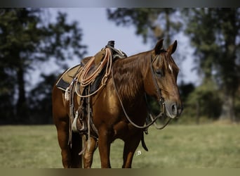 American Quarter Horse, Castrone, 11 Anni, 150 cm, Sauro ciliegia