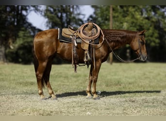 American Quarter Horse, Castrone, 11 Anni, 150 cm, Sauro ciliegia