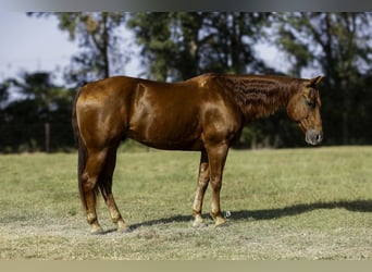 American Quarter Horse, Castrone, 11 Anni, 150 cm, Sauro ciliegia