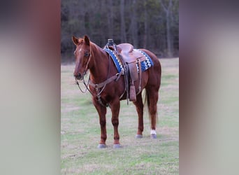 American Quarter Horse, Castrone, 11 Anni, 150 cm, Sauro ciliegia