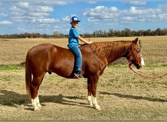 American Quarter Horse, Castrone, 11 Anni, 150 cm, Sauro scuro