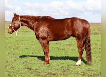 American Quarter Horse, Castrone, 11 Anni, 150 cm, Sauro scuro