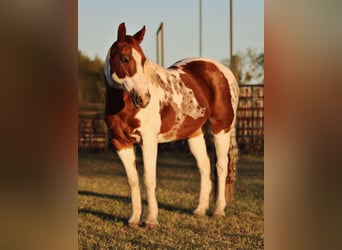 American Quarter Horse, Castrone, 11 Anni, 150 cm, Tobiano-tutti i colori