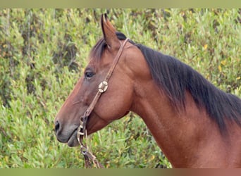 American Quarter Horse, Castrone, 11 Anni, 152 cm, Baio ciliegia