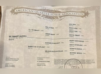 American Quarter Horse, Castrone, 11 Anni, 152 cm, Baio ciliegia