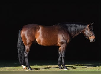 American Quarter Horse, Castrone, 11 Anni, 152 cm, Baio ciliegia