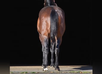 American Quarter Horse, Castrone, 11 Anni, 152 cm, Baio ciliegia