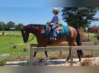 American Quarter Horse, Castrone, 11 Anni, 152 cm, Baio ciliegia