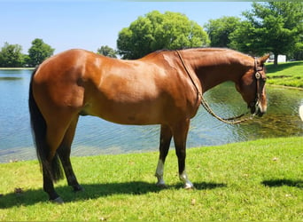 American Quarter Horse, Castrone, 11 Anni, 152 cm, Baio ciliegia