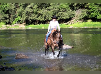 American Quarter Horse, Castrone, 11 Anni, 152 cm, Baio roano