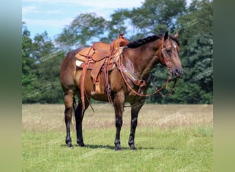 American Quarter Horse, Castrone, 11 Anni, 152 cm, Baio roano