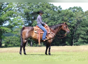 American Quarter Horse, Castrone, 11 Anni, 152 cm, Baio roano