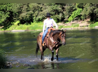 American Quarter Horse, Castrone, 11 Anni, 152 cm, Baio roano