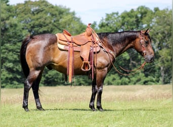 American Quarter Horse, Castrone, 11 Anni, 152 cm, Baio roano