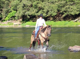 American Quarter Horse, Castrone, 11 Anni, 152 cm, Baio roano