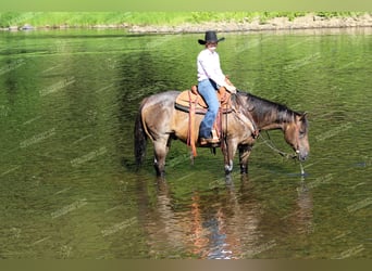 American Quarter Horse, Castrone, 11 Anni, 152 cm, Baio roano