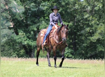 American Quarter Horse, Castrone, 11 Anni, 152 cm, Baio roano