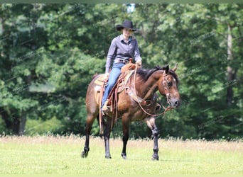 American Quarter Horse, Castrone, 11 Anni, 152 cm, Baio roano