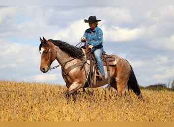 American Quarter Horse Mix, Castrone, 11 Anni, 152 cm, Baio roano