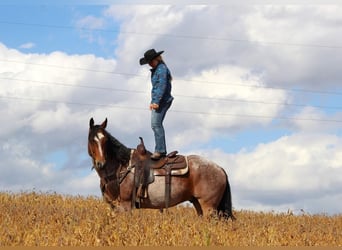 American Quarter Horse Mix, Castrone, 11 Anni, 152 cm, Baio roano