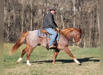 American Quarter Horse, Castrone, 11 Anni, 152 cm, Baio roano