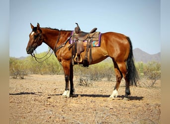 American Quarter Horse, Castrone, 11 Anni, 152 cm, Falbo