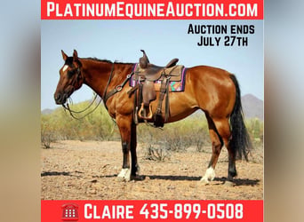 American Quarter Horse, Castrone, 11 Anni, 152 cm, Falbo