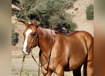 American Quarter Horse, Castrone, 11 Anni, 152 cm, Falbo
