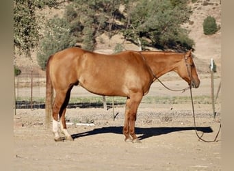 American Quarter Horse, Castrone, 11 Anni, 152 cm, Falbo